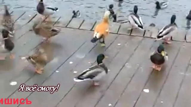 Красивые парки Питера_Озеро_Утки
