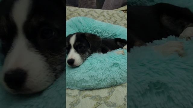 Вельш-корги-кардигана Бесценный Дар Мэдисон 🐶