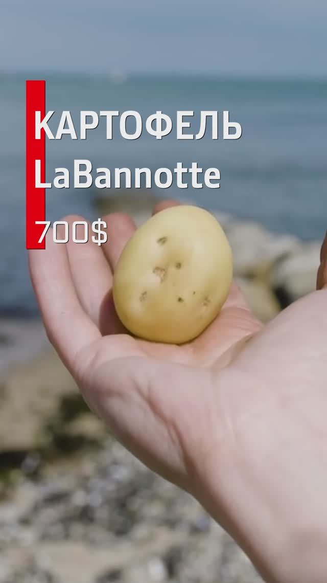 Самые дорогие продукты в мире.