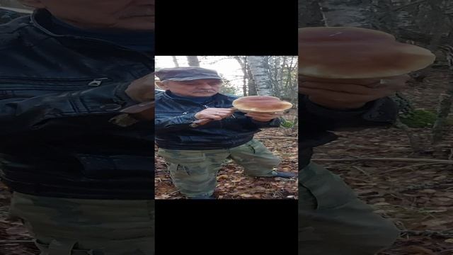 Гриб - Король в лесу Гусино.