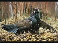 Глухари - Евич Василий
(Cover) 22.02.2012