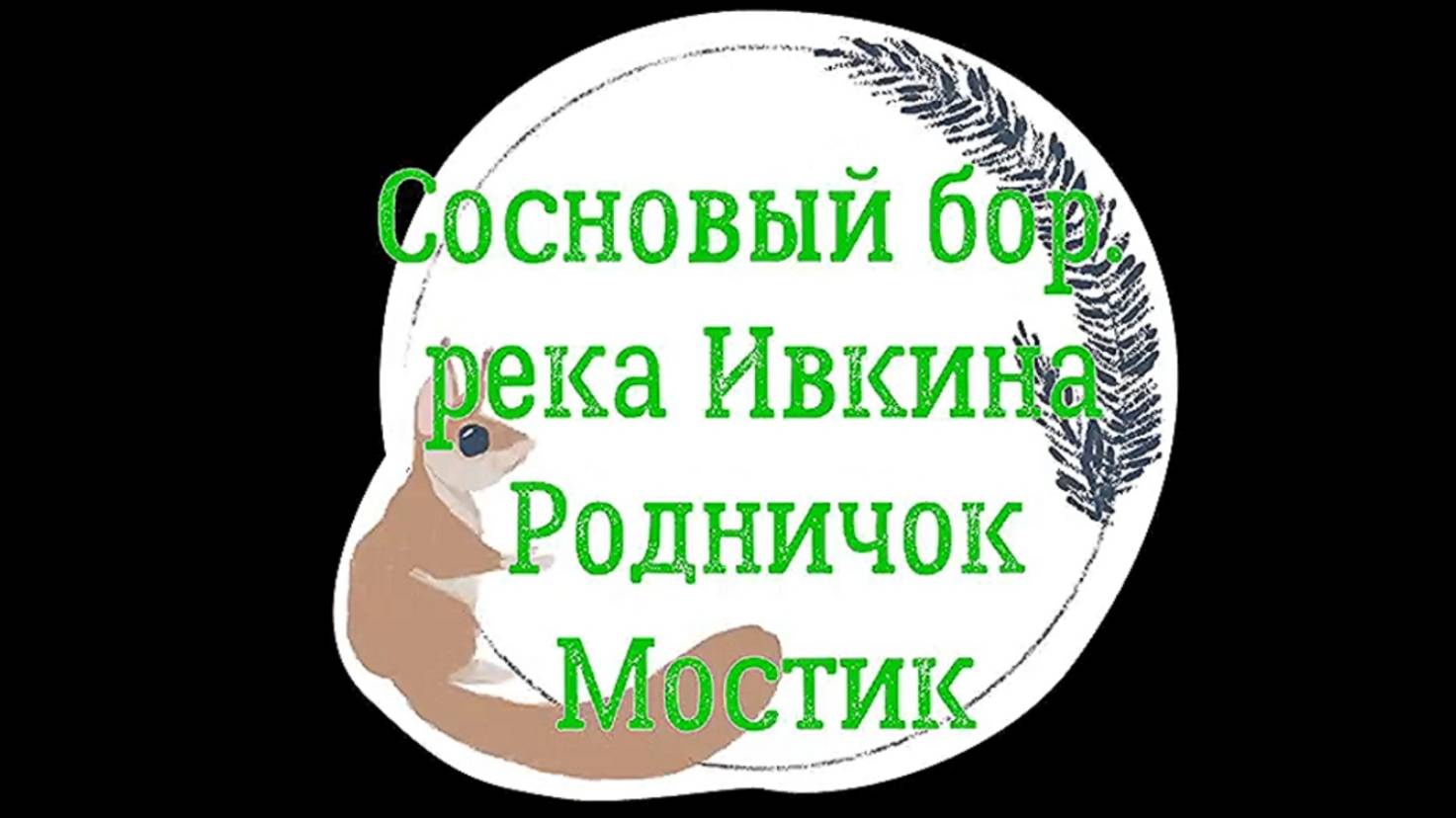 Родник, река, мостик.  Сосновый бор. Оричевский. Вятка.