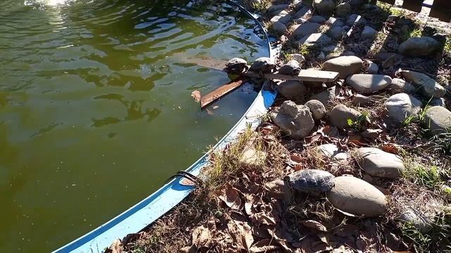lv_0_20241121214240.mp4
Лазаревское, опять тепло 🌞