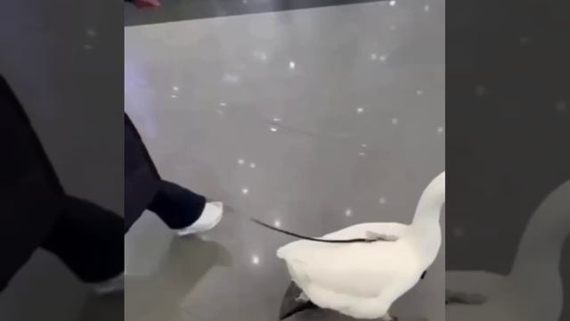 🪿Гусь в кроссовках разгуливает по ТЦ в Кузьминках