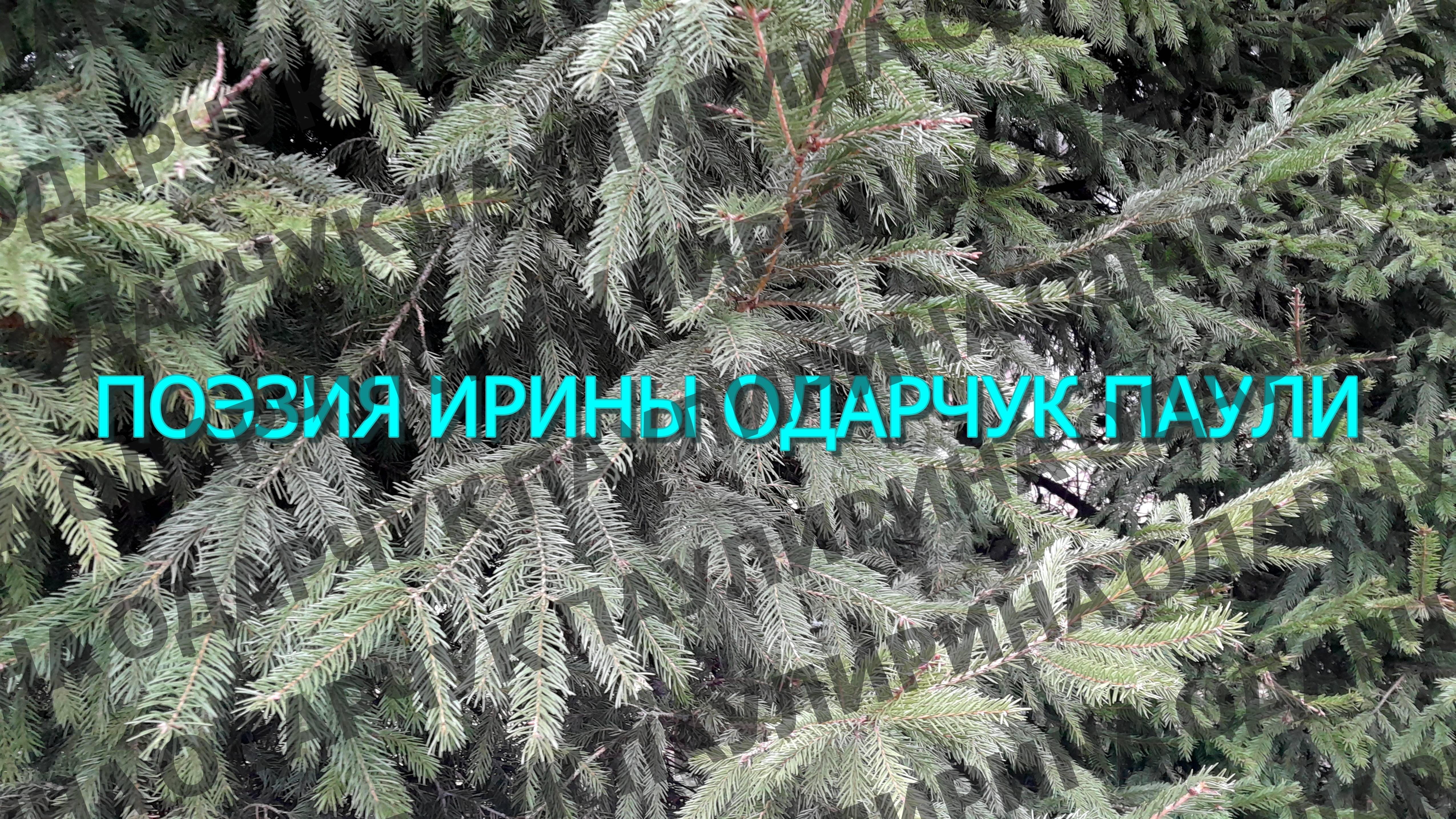 Ирина Одарчук Паули Стихи Просвет и другие читает автор