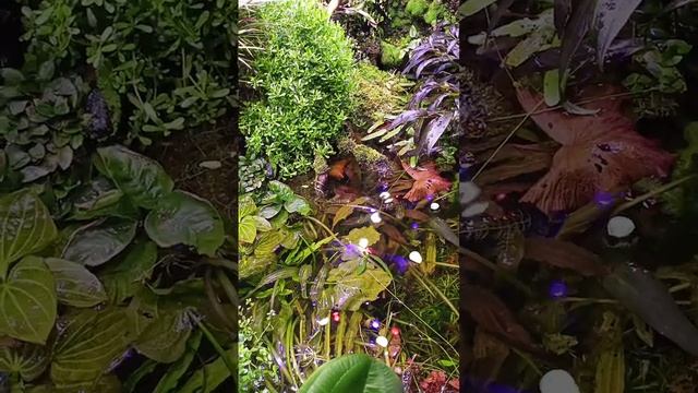 1000006064.mp4
