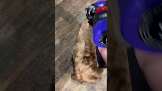 Любитель массажа пылесосом 🤣