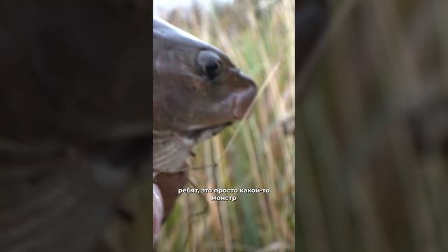 У хариуса есть уши!? А знаете ли вы, как охотиться на него?