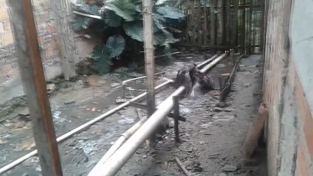 MORTAL KOMBAT DE PATOS
