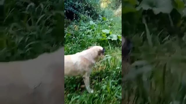 Зая из приюта Поводог Сочи в добрые руки полностью готова стать домашней