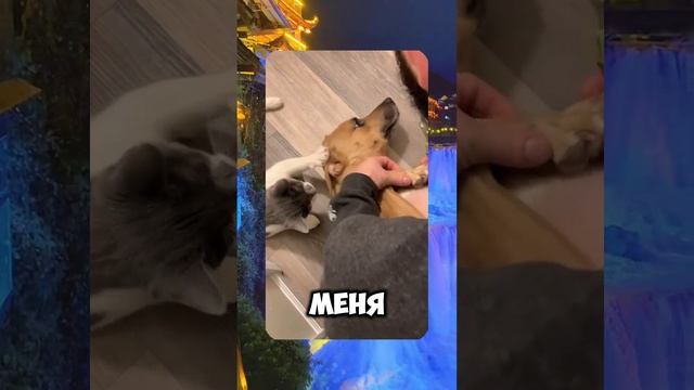 😂 ROMEO BARSKIY / А ГДЕ ХОЗЯИН ? 🙄 #cat #trending #shorts #funny  #youtubeshorts