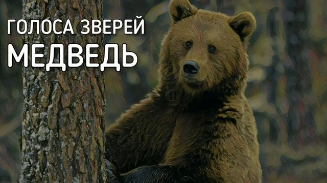 Медведь | Голоса зверей