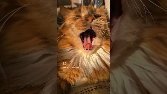 Кузенька.