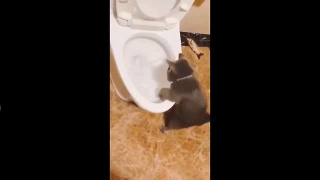приколы с котами и собаками с озвучкой