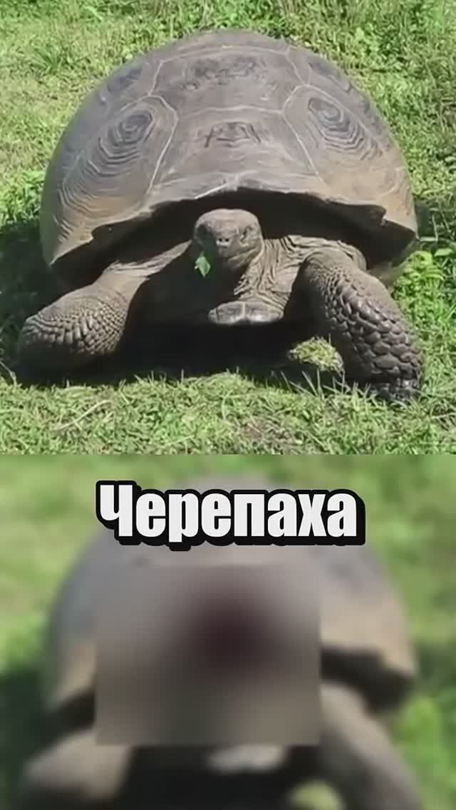 Черепаха