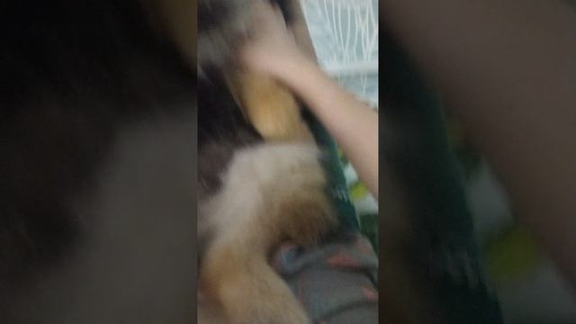 VID-20241116-WA0018.mp4