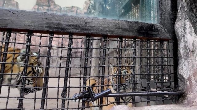 Новости короткие 21.11.2024г