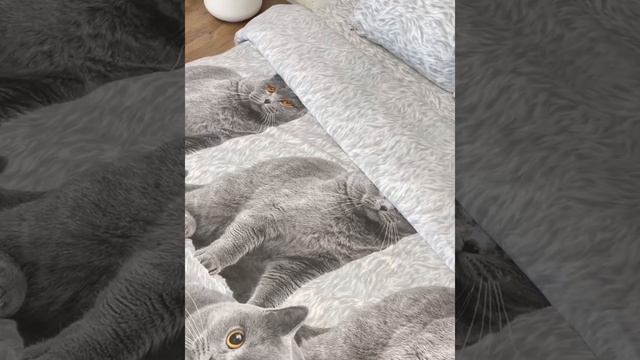 Британцы