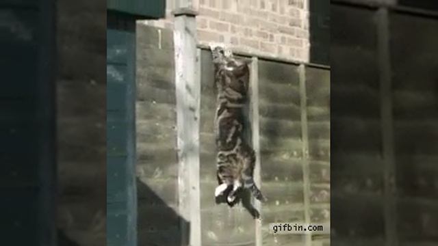 Slow motion Salto do Gato