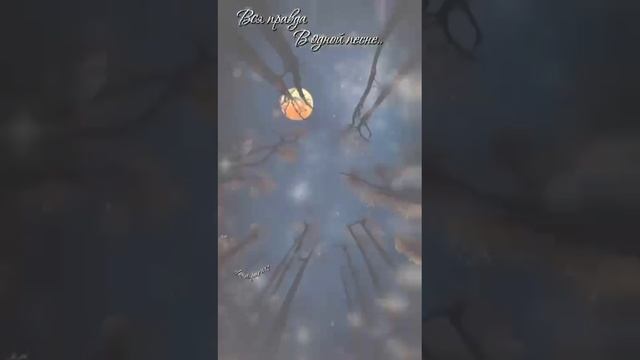 VID-20241121-WA0015.mp4