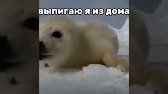 Тюлени
