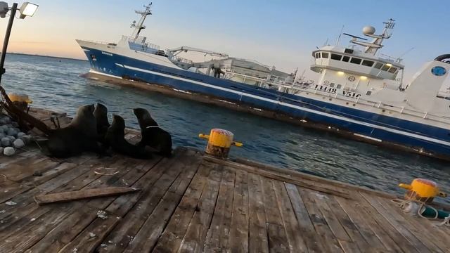 Dock Seal Rescued From Plastic Strap