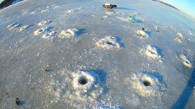 ЗИМНЯЯ ЛОВЛЯ БЕРША НА ПОСТАВУШКИ, ЛОВЛЯ СУДАКА НА ТЮЛЬКУ