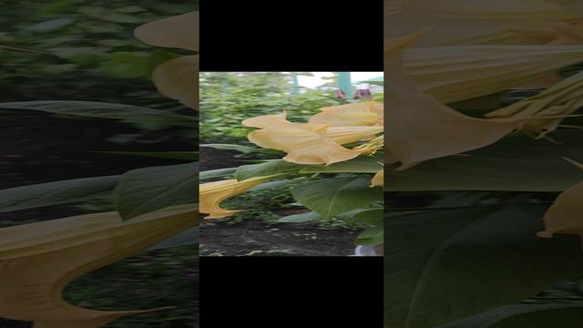 43327fff-f85d-4e93-852e-a83de0a98c8f-1_all_49820.mp4