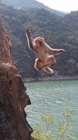 Много диких, злых обезьян