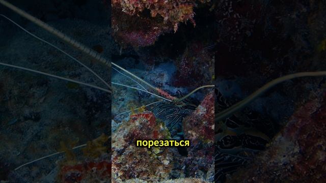 Лангуст как поймать