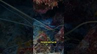 Лангуст как поймать