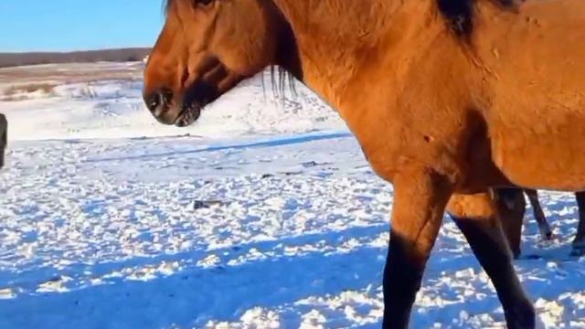 Инсаф Зәйнуллин - Башҡорт аттары
