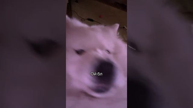 вроде не спалился