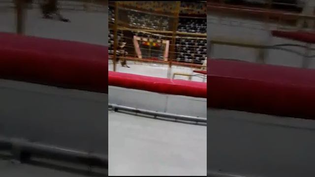 тренируются в цирке Казани