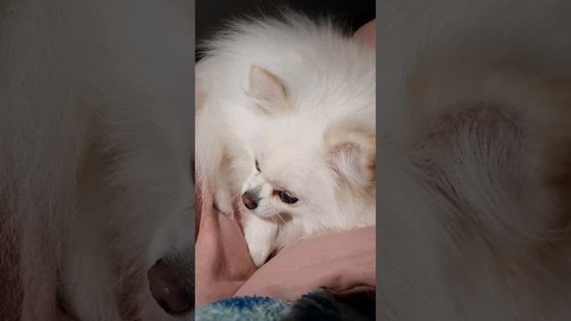 Пушистая куколка по имени Леди🐕❤️