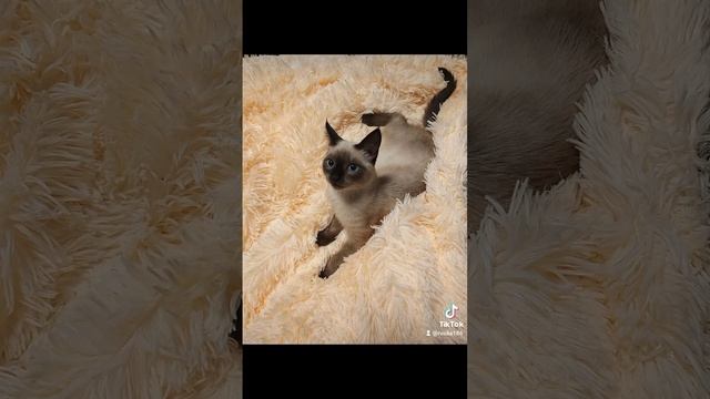 хвостатая мафия