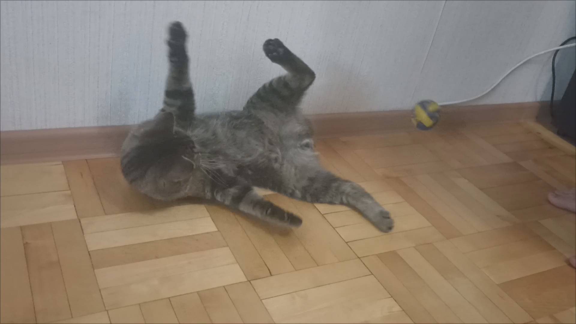 Марсик - акробат )
