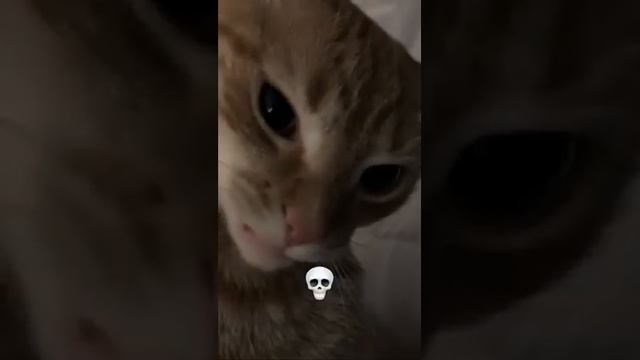 1000022276.mp4