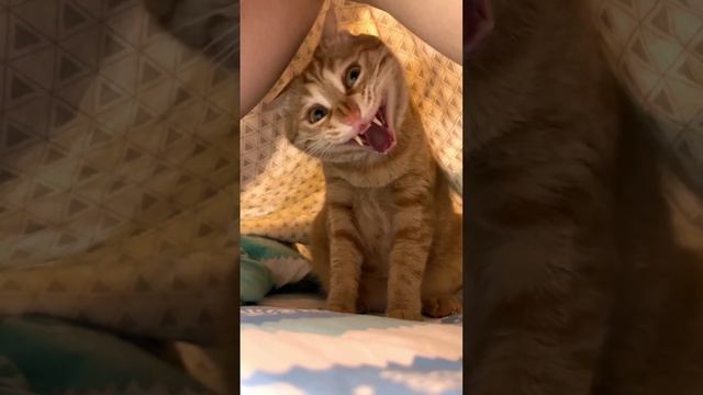 котик стал вампиром