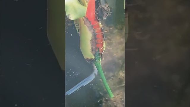 Венерина мухоловка и перец чили 🌶