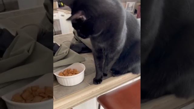 Кот подкармливает пёсика 🐈