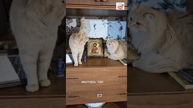 Рыжуля с Пикселюшей облюбовали полку с иконами 😇🙏❤️🐈🐈