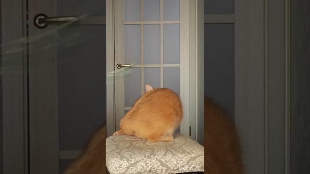 Брюс.mp4