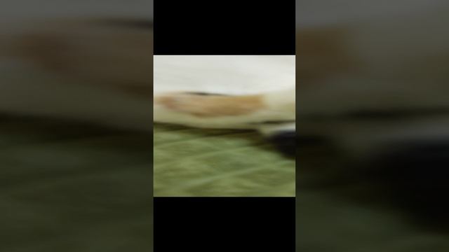 приорик
