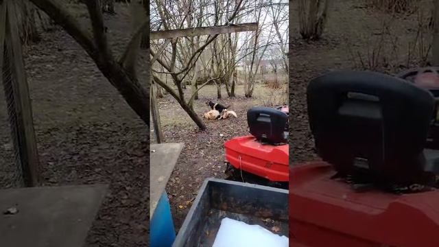 Щенок ВЕО - 3.5 мес - Валентлайф Шэльдарион - Старый и малый, а не различишь.