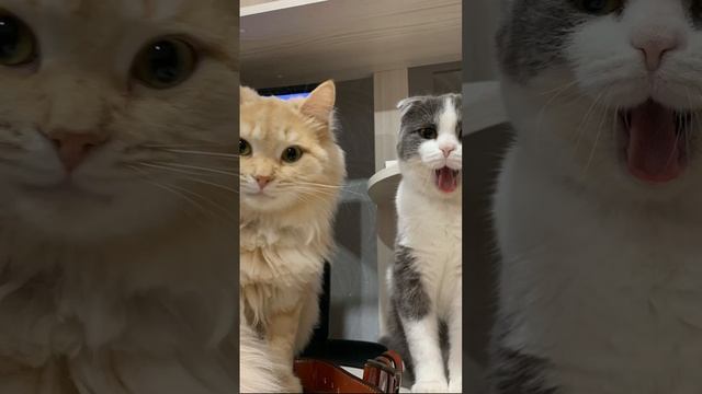 Шикарный кот