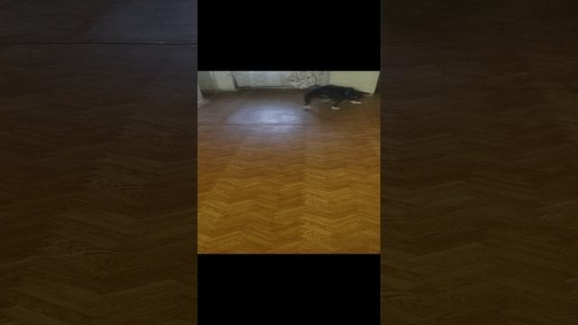 #shorts Опять воздушный шарик... Только маленький...