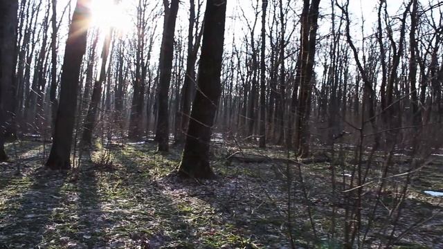 Весна, прогулка в лесу,  видео тест Canon eos 650d