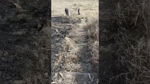 Берег Черского