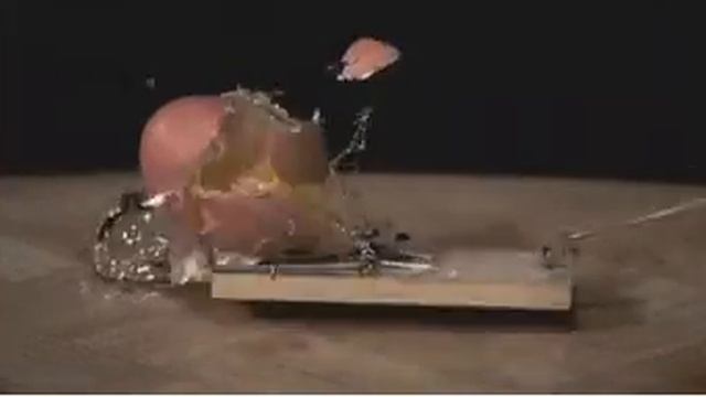 Slow Motion Ovo Vs Ratoeira